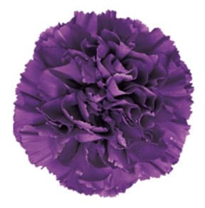 Carn Moonshade Purple Fancy