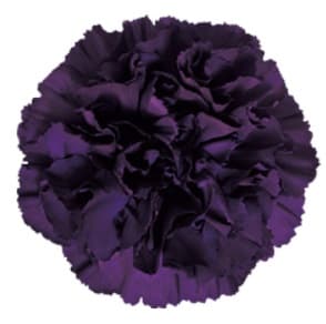 Carn Moonvista Purple Fancy