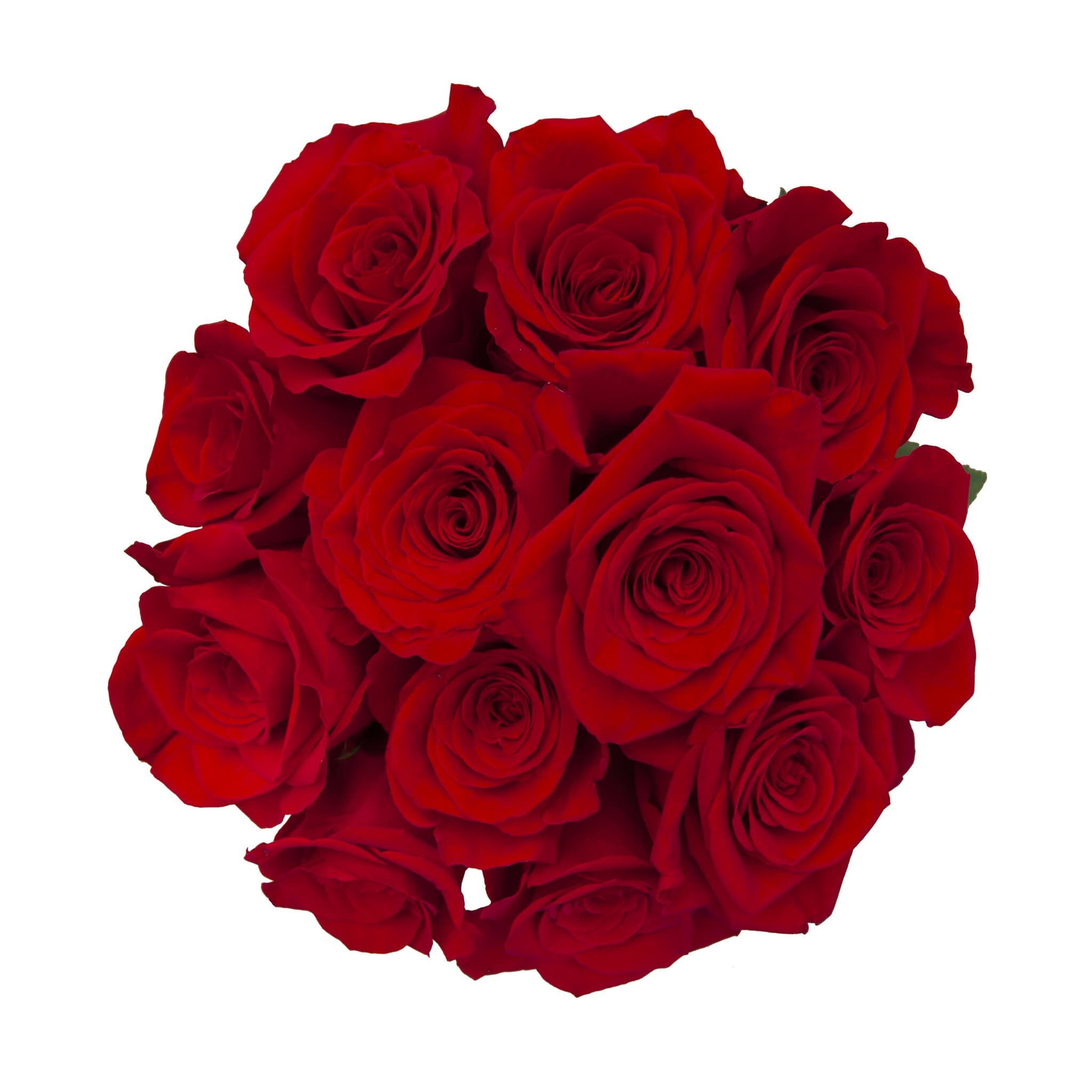 CB G 40 Rd/Color - 12 Stems