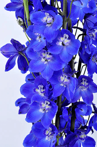Delphinium Sea Waltz G 80