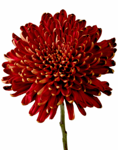 Disbud Bze/red Rosetta