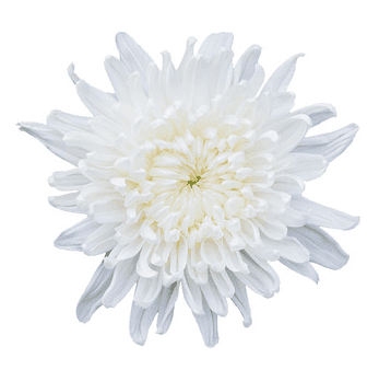 Disbud Chita White