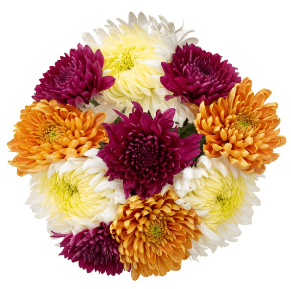 Disbud Fall Assorted