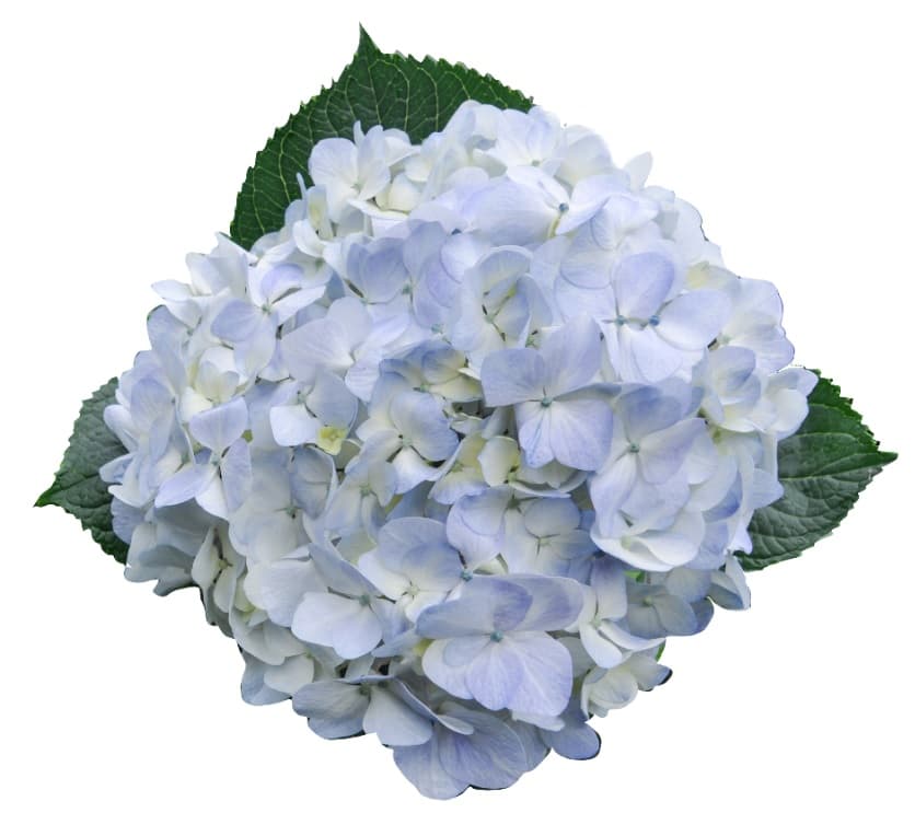 Hydrangea Blue Premium