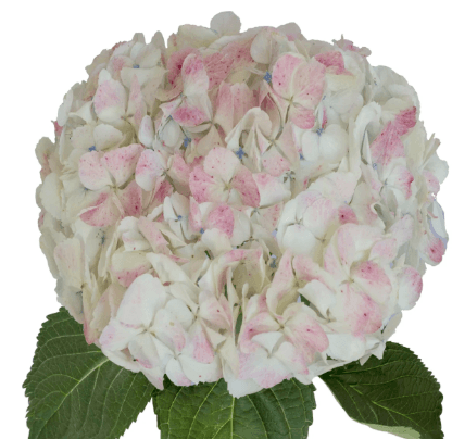 Hydrangea Antique Pink Jumbo (23+)