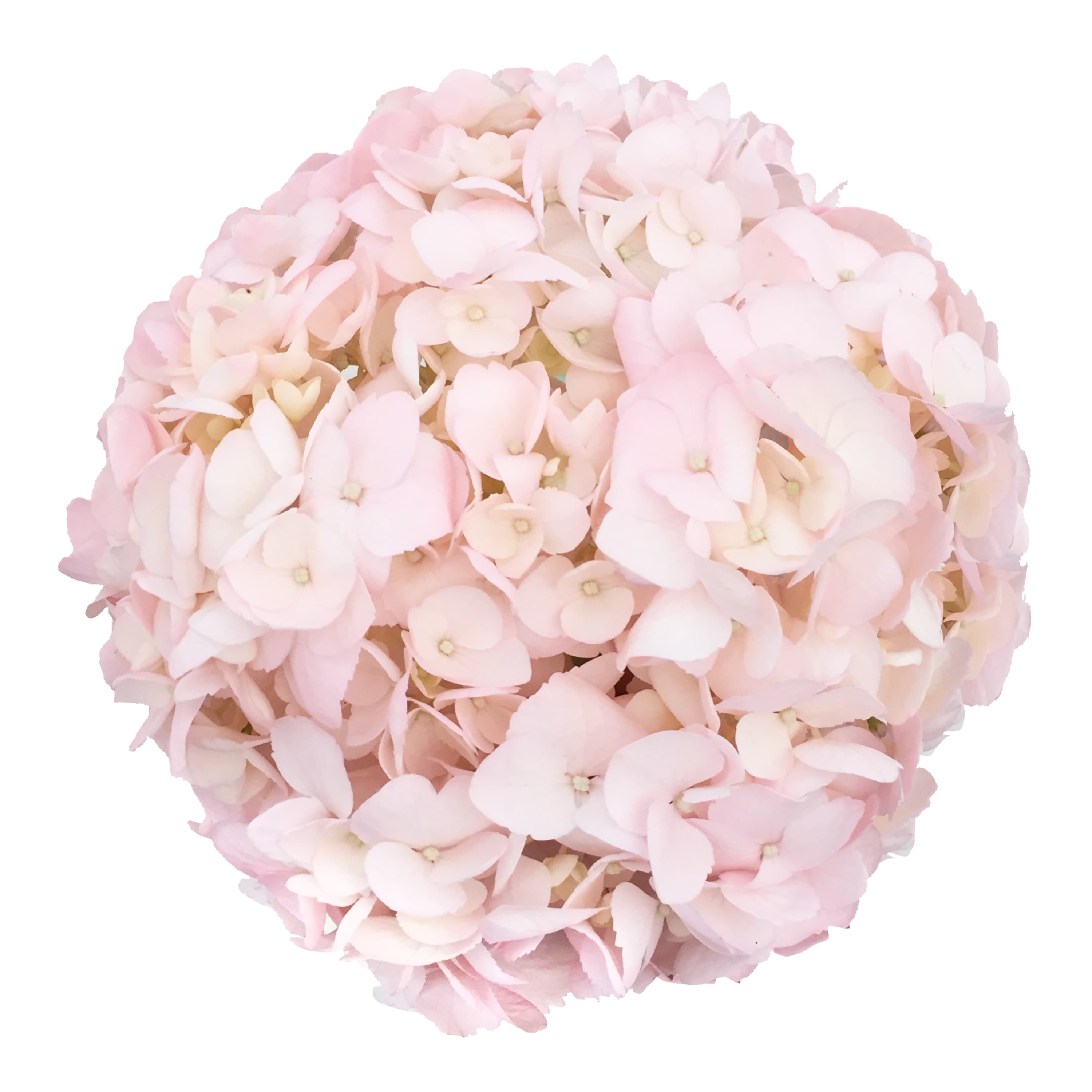 Hydrangea Bridal Painted Pink Super Select (18-20)