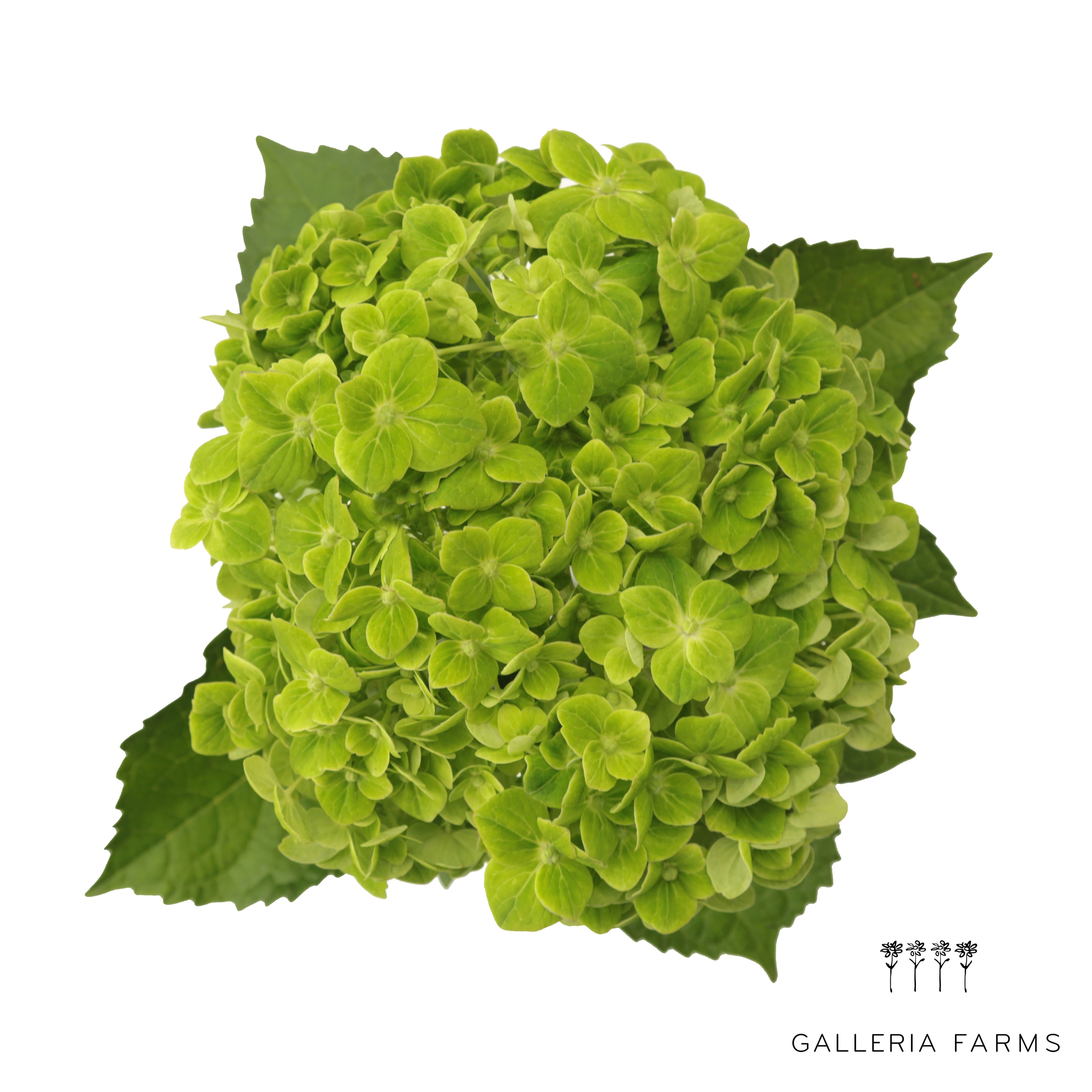 Hydrangea Shamrock Dark Green Super Select (18-20)