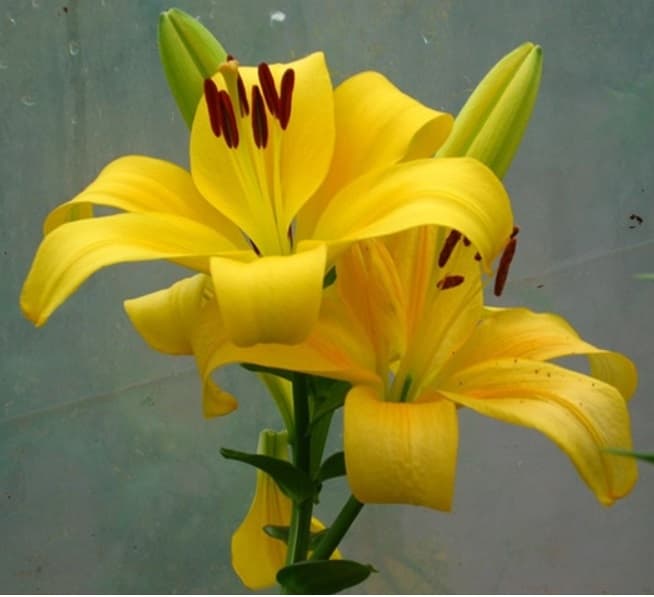 Lil La Pavia Yellow 3/5