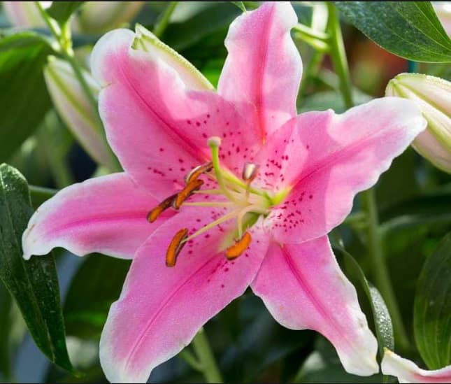Lil Ori Sorbonne Pink 3/5