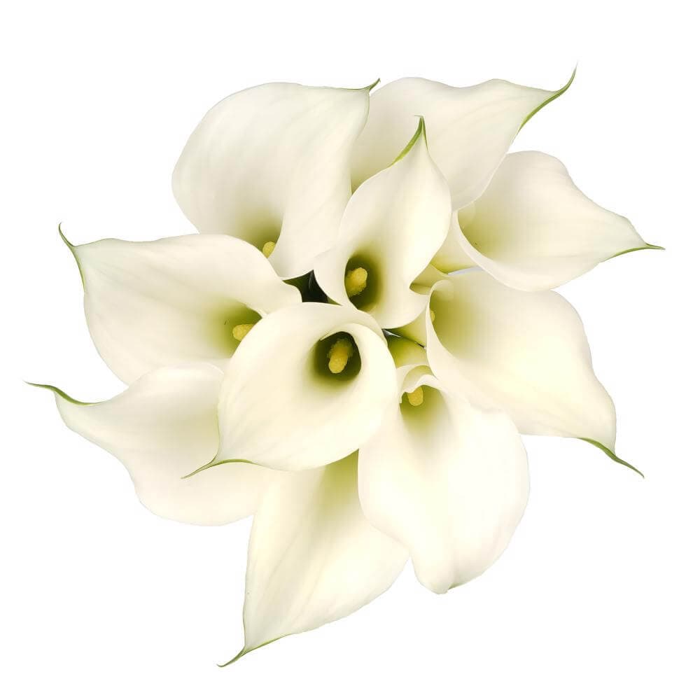 Mini Calla Crystal White G40