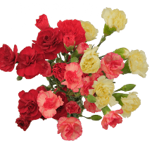 Mini Carnation Fall Pack Mini