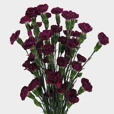 Mini Carnation Purple