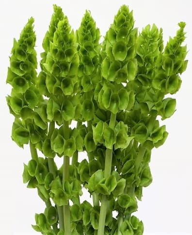 Molucella Green 80cm