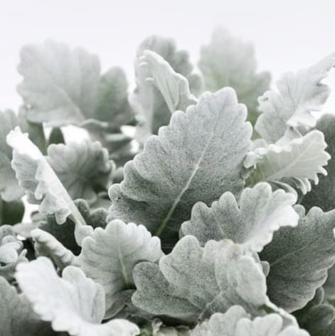 Dusty Miller Broad leaf