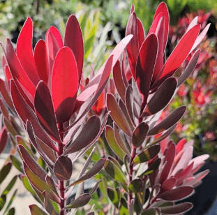 Leucadendron Safari Sunset Red G 70
