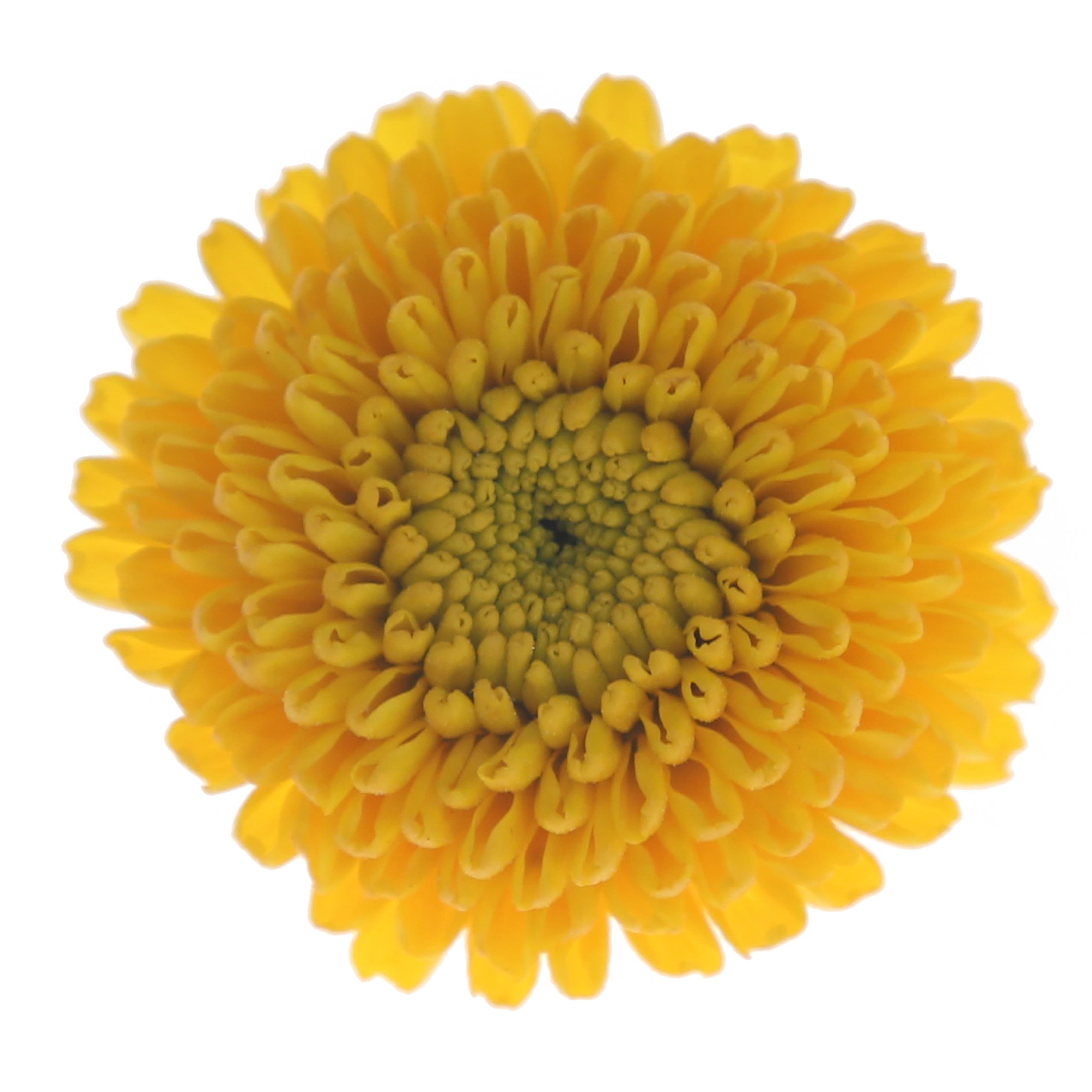 Pom Button Yellow