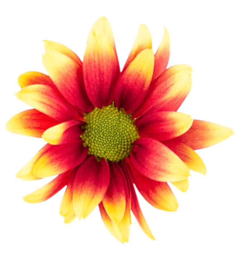 Pom Daisy Kadanz Bronze Bi Color