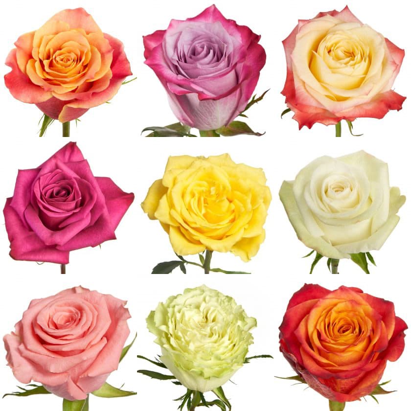 Rose Assorted G 50