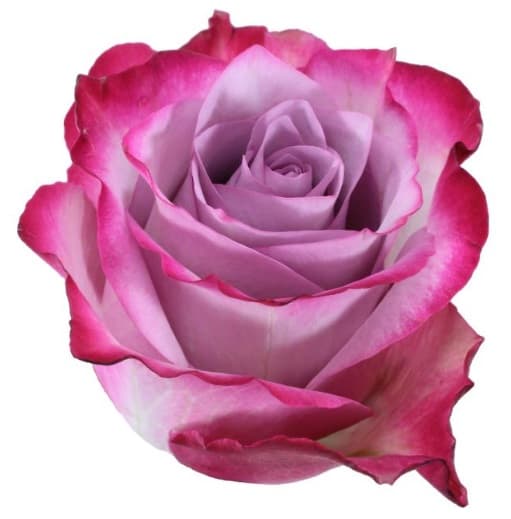 Rose Lavander G 50 Deep Purple