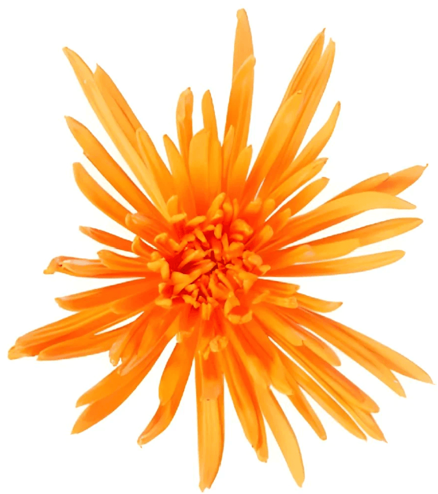 Spider Zafina Orange