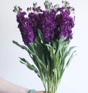 Stock Dark Purple Super Select