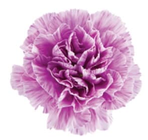 Carn Moon Burst Bicolor Select