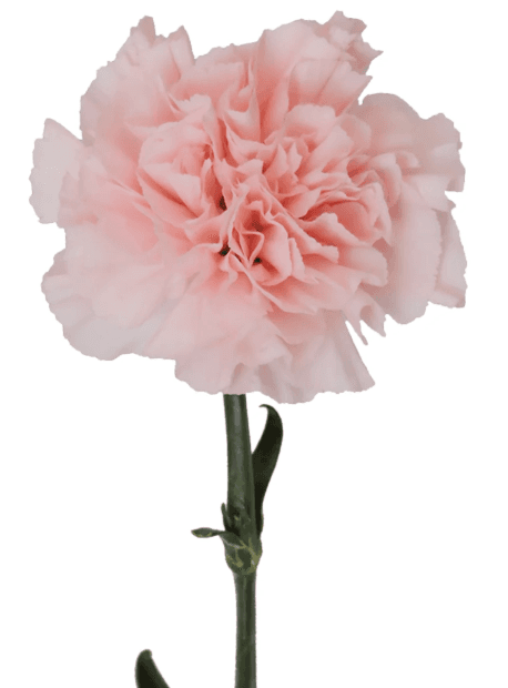 Carn Light Pink Select