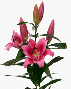 Lil Ori Dalian Pink 3/5