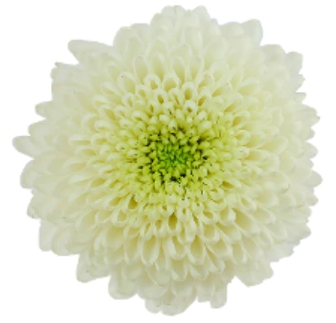 Disbud Ball Zonar White