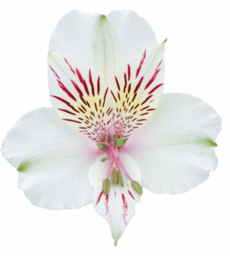 Alstroemeria Whistler White Select