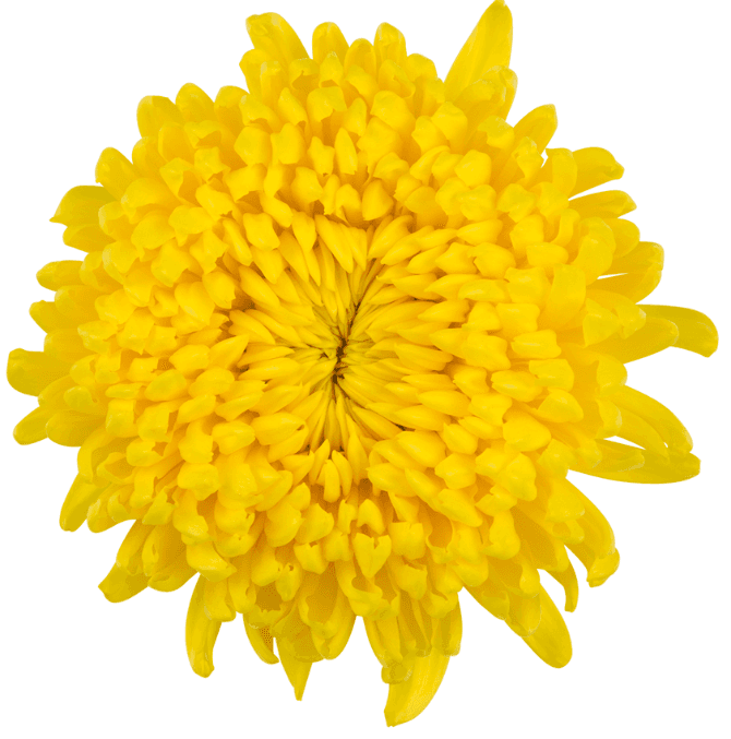 Disbud Astroid Yellow