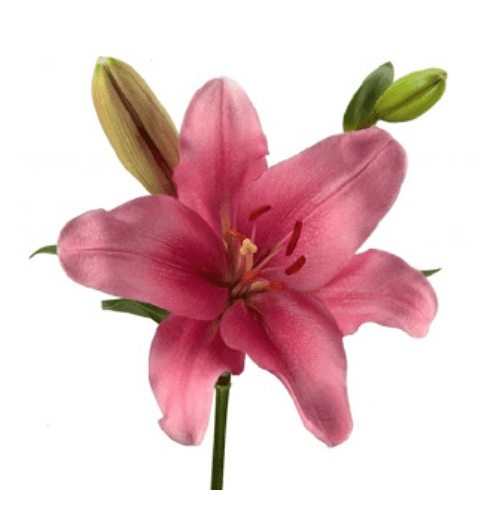 Lil La Brindisi Pink 3/5