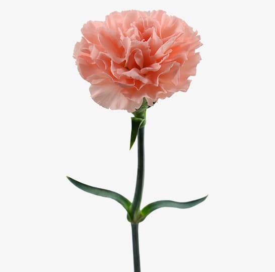 Carn Peach Select Novia