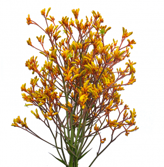 Others Orange Kangaroo Paw