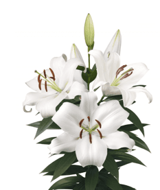 Lil Or Zambesi White 3/5