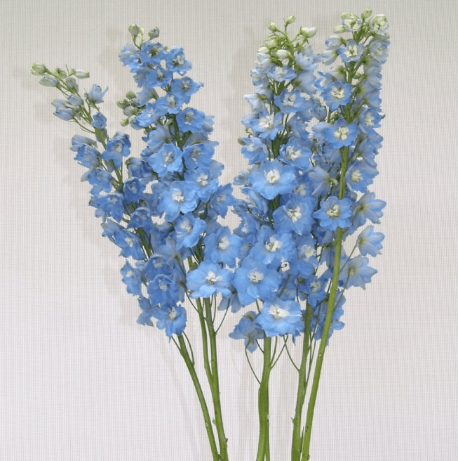 Delphinium Light Blue G80 Summer Skies