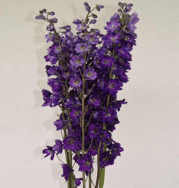Delphinium Deep Blue/Purple G80 King Arthur