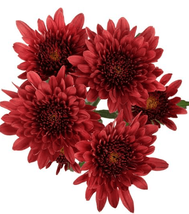 Pom Avila Red Cushion