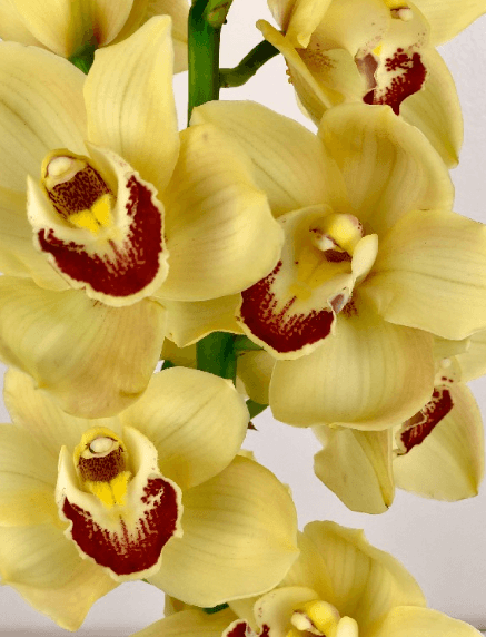 Cymbidium 13/18 Yellow G80