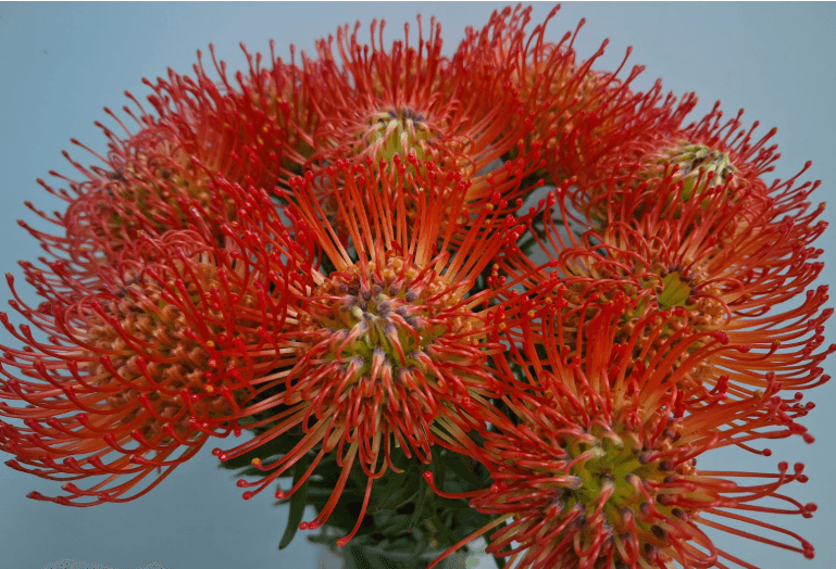Others Pin Cushion Sucession Orange G 50