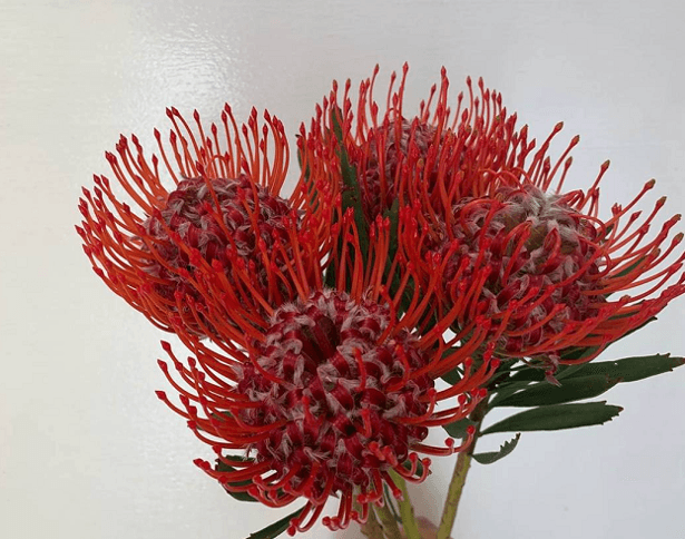 Others Pin Cushion Tango Red G 50