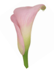 Mini Calla Blushing Lady Pink G50