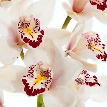 Cymbidium 13/18 White G80