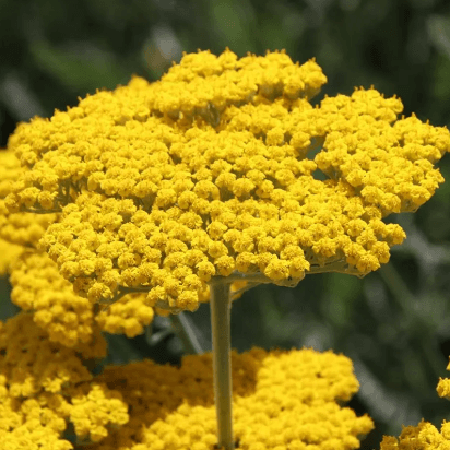 Others Yarrow Yellow 60 Cm
