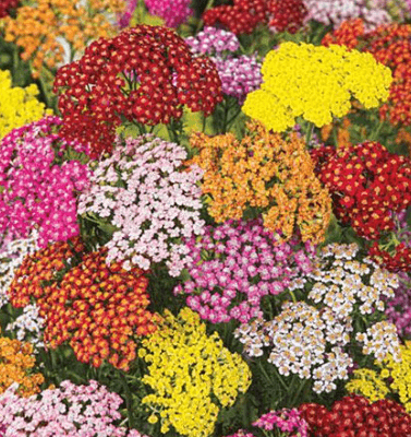 Others Yarrow Assorted G 60