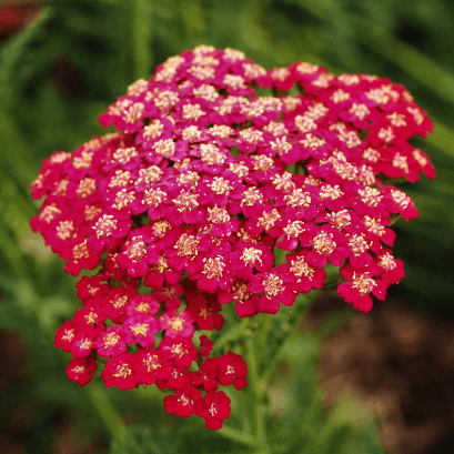 Others Yarrow Red 60 Cm