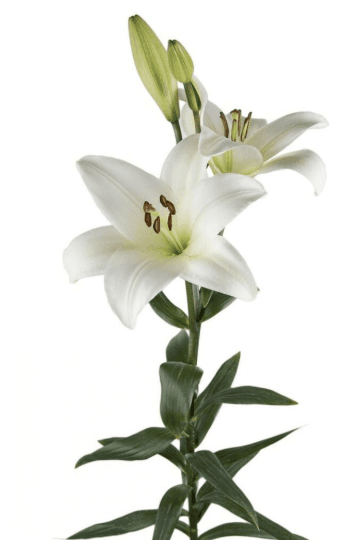 Lil La Bach White 3/5