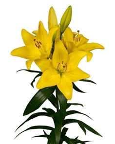 Lil La Scipione Yellow 3/5