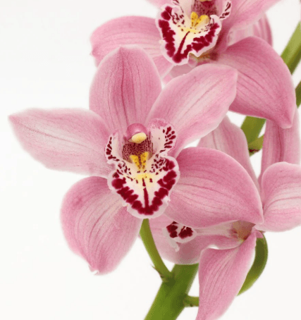 Cymbidium 8/12 Pink G60