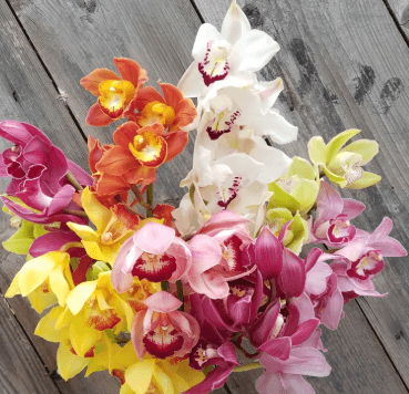 Cymbidium 8/12 Assorted G60